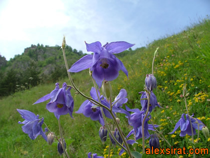 Aquilegia pyrenaica Val d'Aran